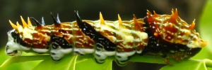 Larvae